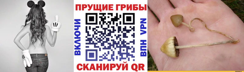 Купить закладки  Лакинск  Галлюциногенные грибы мицелий 